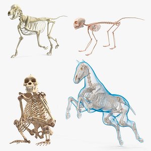 Animal Skeletons Rigged For Cinema Collection