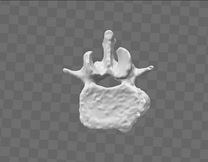 3d model l2 lumbar vertebra human spine