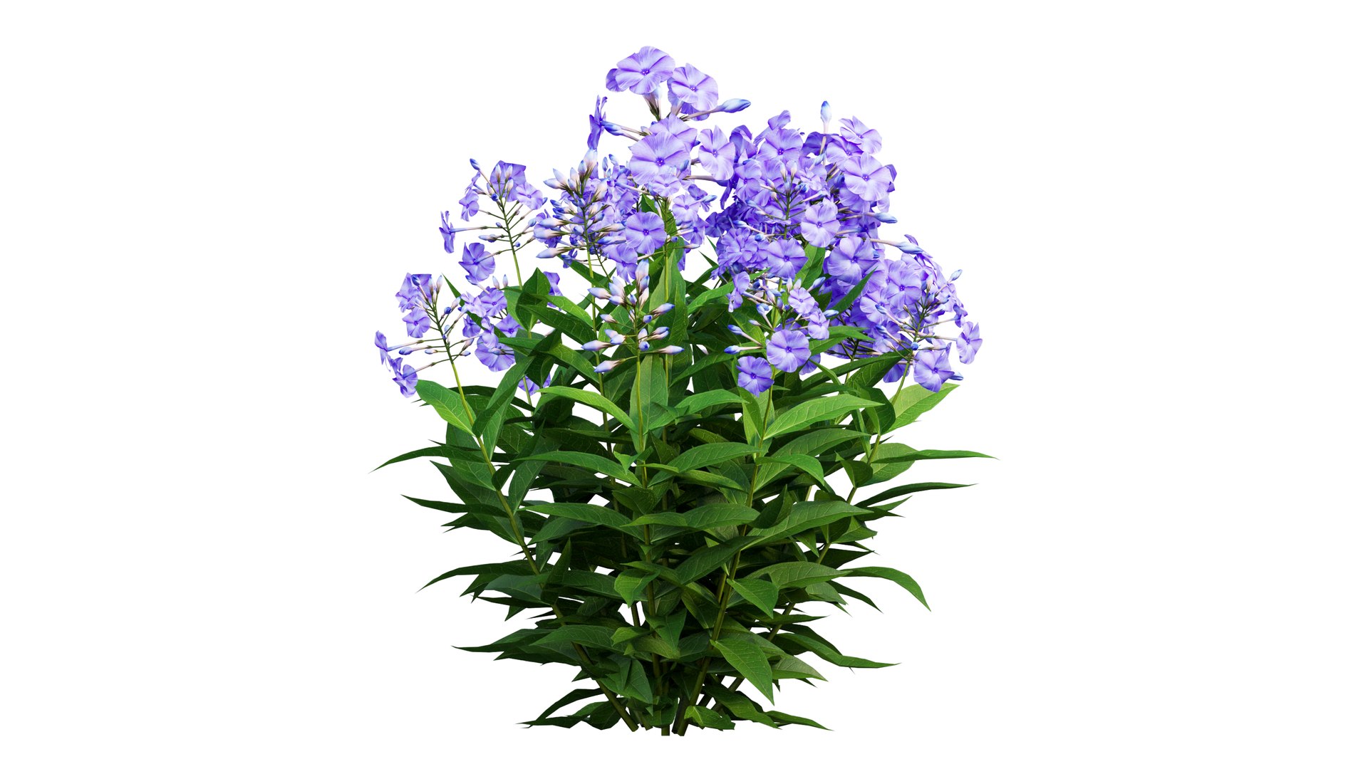 3D model Phlox paniculata blue 02 https://p.turbosquid.com/ts-thumb/d8/XjDaxy/Fj/4_interactivelightmix/png/1664427182/1920x1080/fit_q87/8ddf08baf98627bbcad6727935f82844daab8af3/4_interactivelightmix.jpg