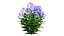 Phlox paniculata bleu 02