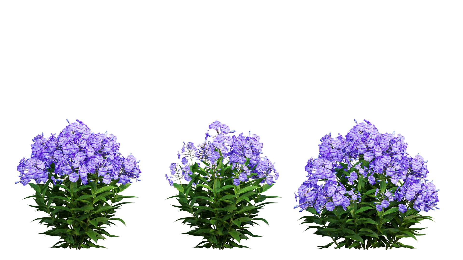 3D model Phlox paniculata blue 02 https://p.turbosquid.com/ts-thumb/d8/XjDaxy/Hb/1_interactivelightmix/png/1664427161/1920x1080/fit_q87/76ec553f2a502777c8e6d8ec3b9bb52122c8abb7/1_interactivelightmix.jpg