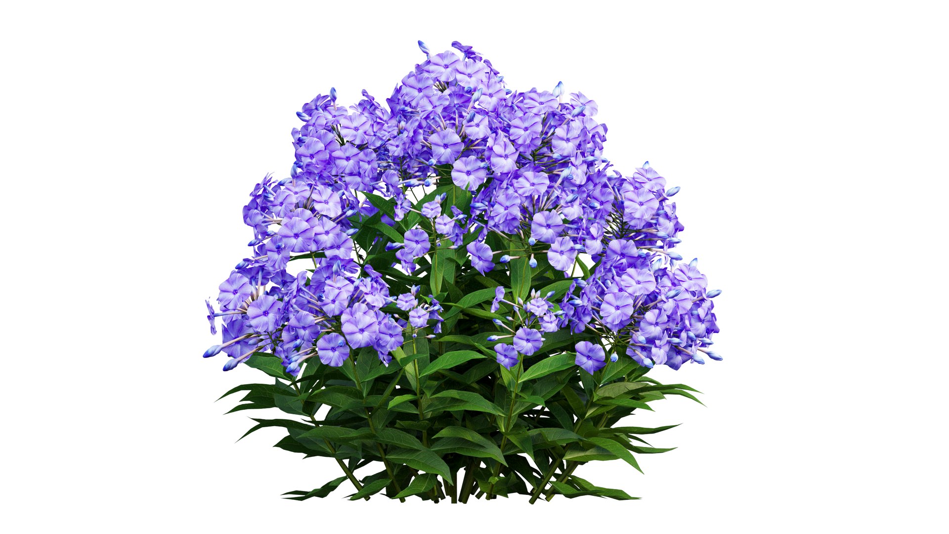 3D model Phlox paniculata blue 02 https://p.turbosquid.com/ts-thumb/d8/XjDaxy/Jr/5_interactivelightmix/png/1664427157/1920x1080/fit_q87/2feaa4e23295df1ff7885ab219da6fbc9672bd73/5_interactivelightmix.jpg