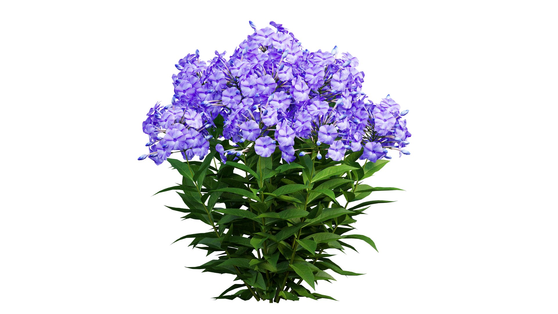 3D model Phlox paniculata blue 02 https://p.turbosquid.com/ts-thumb/d8/XjDaxy/SH/3_interactivelightmix/png/1664427203/1920x1080/fit_q87/ac0b1fd01ba8537bf25dda976e05dd7a46bbd696/3_interactivelightmix.jpg