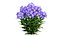 Phlox paniculata bleu 02
