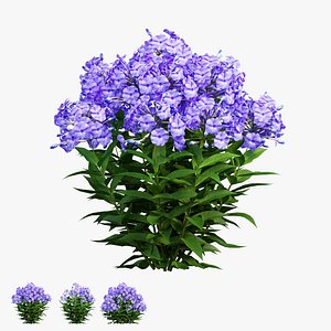 3D model Phlox paniculata blue 02
