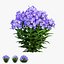 Phlox paniculata bleu 02