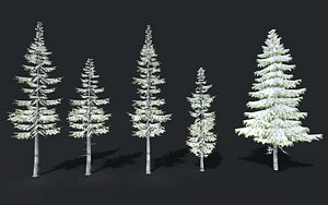 Winter tree spruce fir collection