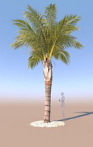 mid-size queen palm tree 3D model