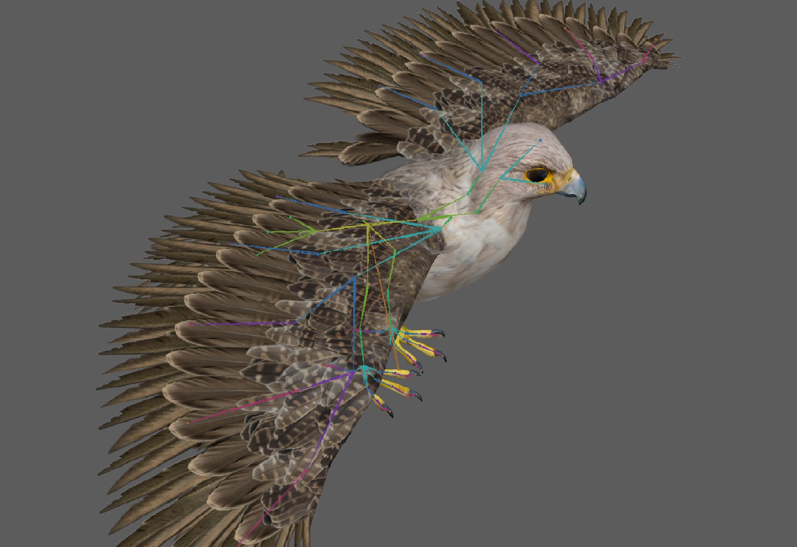 3D Model Hawk Rig - TurboSquid 1985304