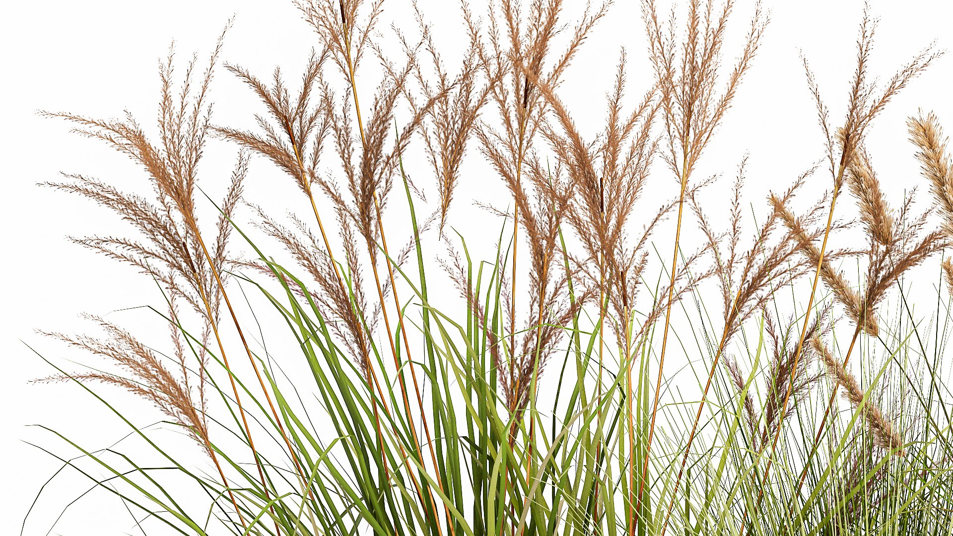 3D Potted Reeds For Landscaping 1074 - TurboSquid 1816387