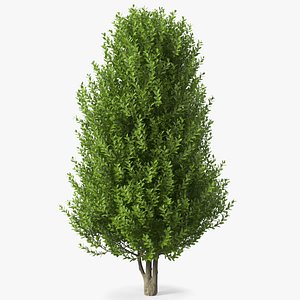 Sweet Bay Laurel Tree