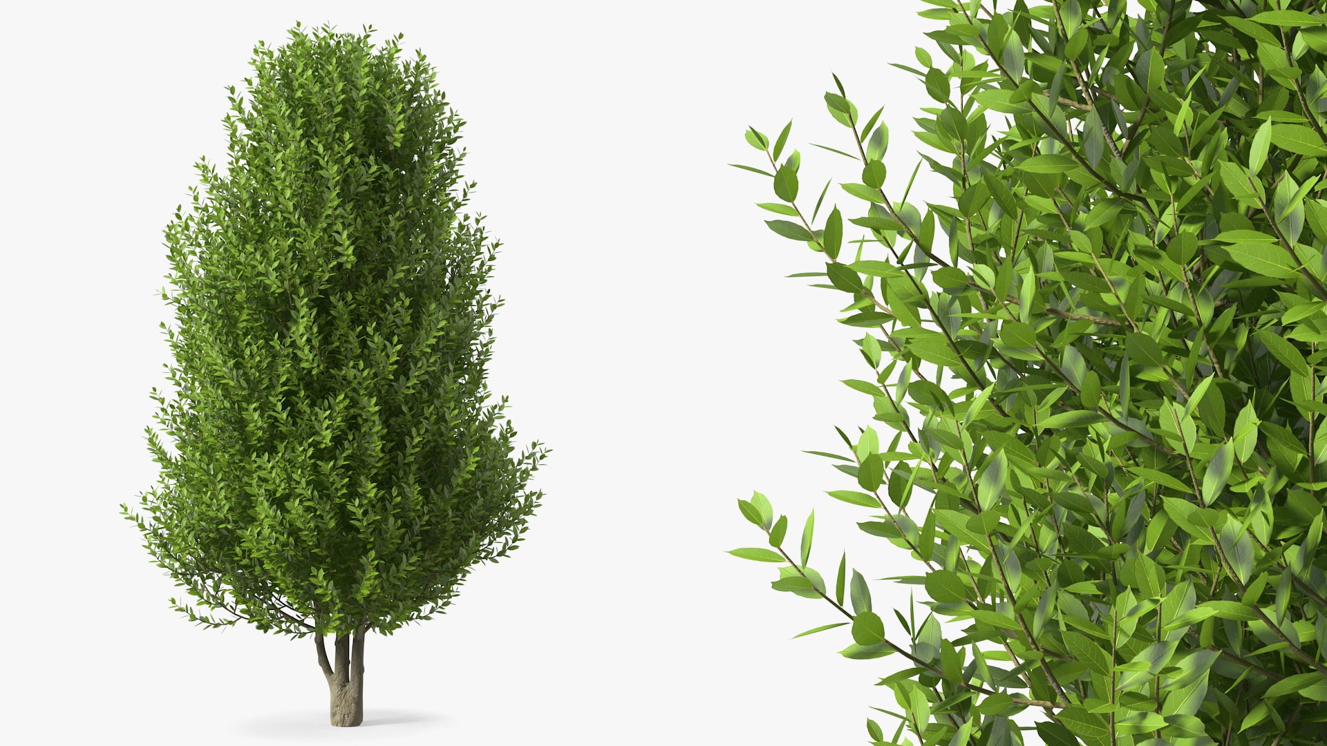 Sweet Bay Laurel Tree 3D model preview