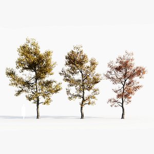 Acer buergerianum a 3D model