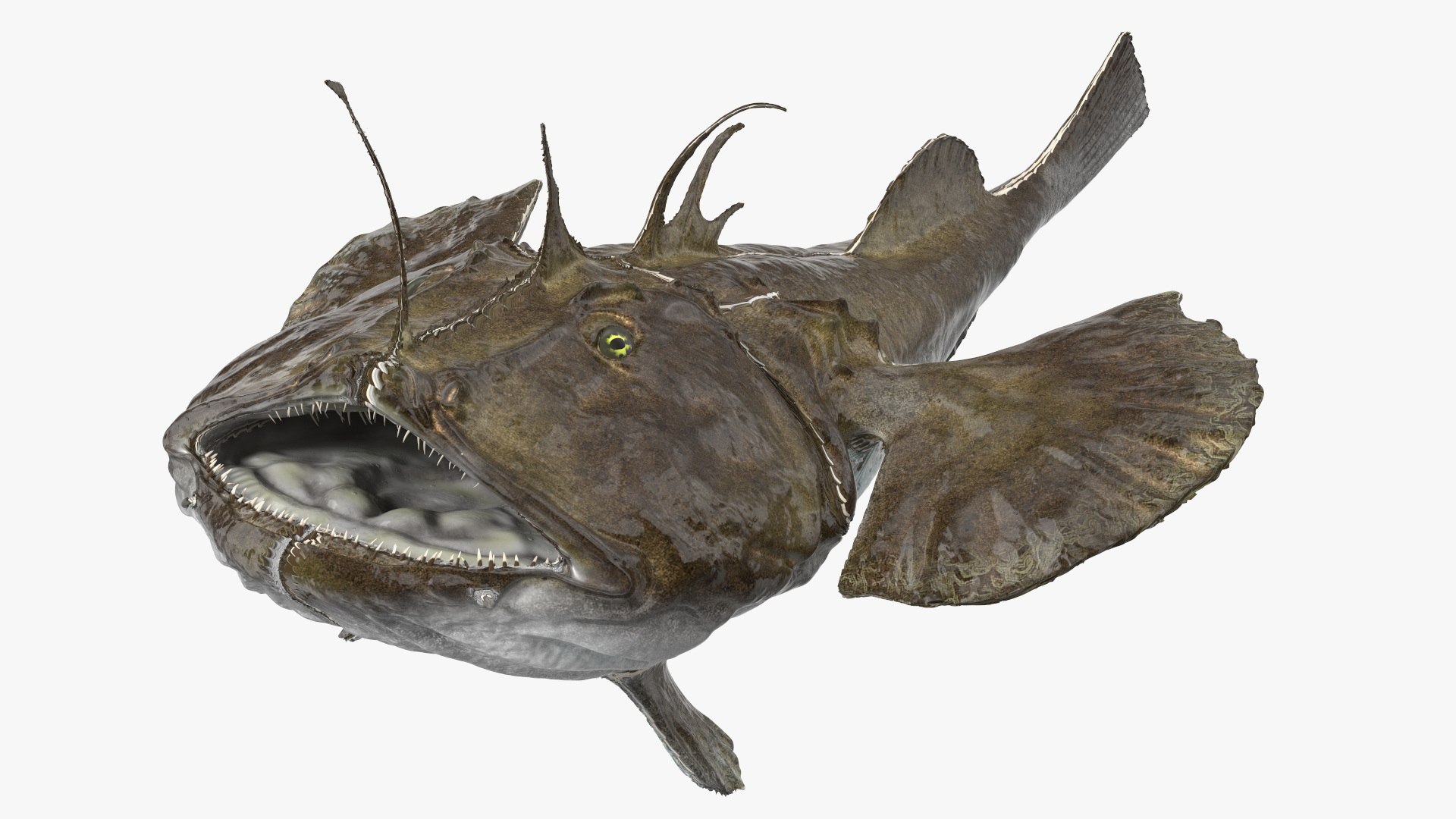 Angler Rigged 3D model preview