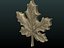 Leaf of Maple