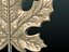 Leaf of Maple