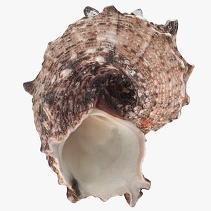 Sea Shell 3D model