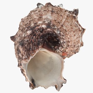 Sea Shell