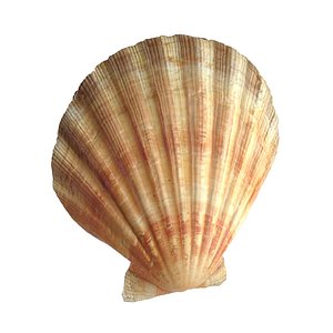 sea shell scallop 3d max