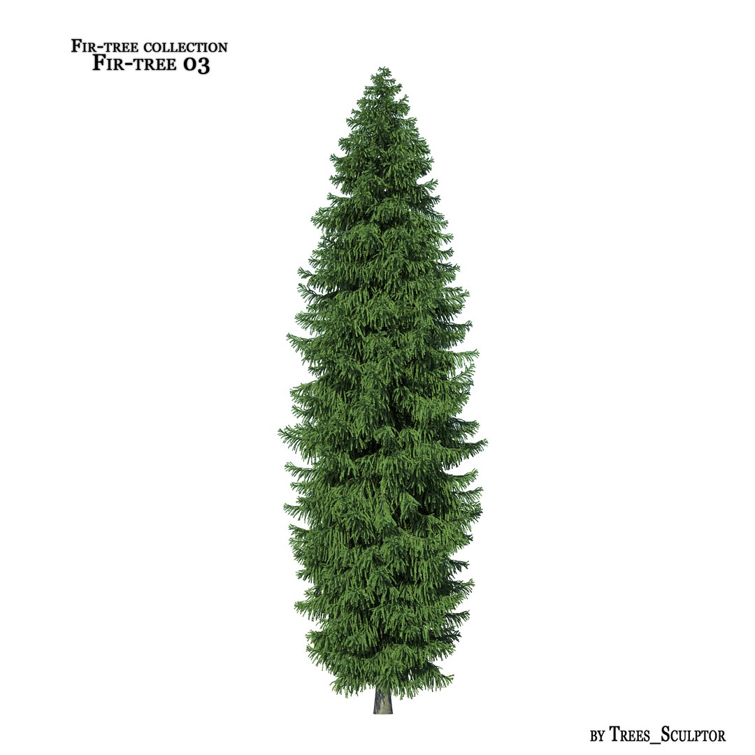 3d Model Of Fir-tree Tree