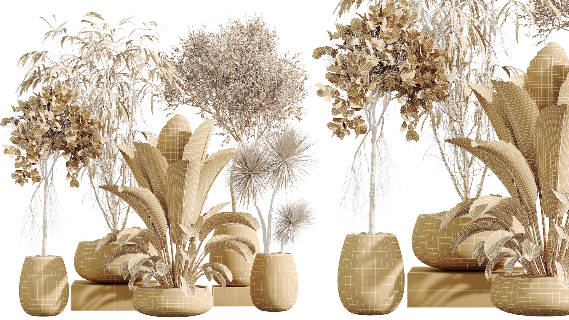 3D AV Indoor Plants Set 294 Ficus Marginata Olive Banana Nicolai Yucca Palm Ficus Benjamina model https://p.turbosquid.com/ts-thumb/d9/8CwiIb/FD/07/png/1755751734/1920x1080/fit_q87/d35d551b431663812239246ad1732fed95f3b9e6/07.jpg