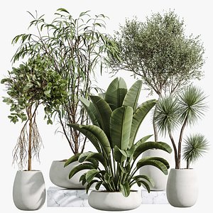 3D AV Indoor Plants Set 294 Ficus Marginata Olive Banana Nicolai Yucca Palm Ficus Benjamina model