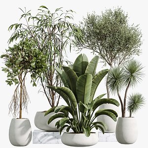 AV Indoor Plants Set 294 Ficus Marginata Olive Banana Nicolai Yucca Palm Ficus Benjamina