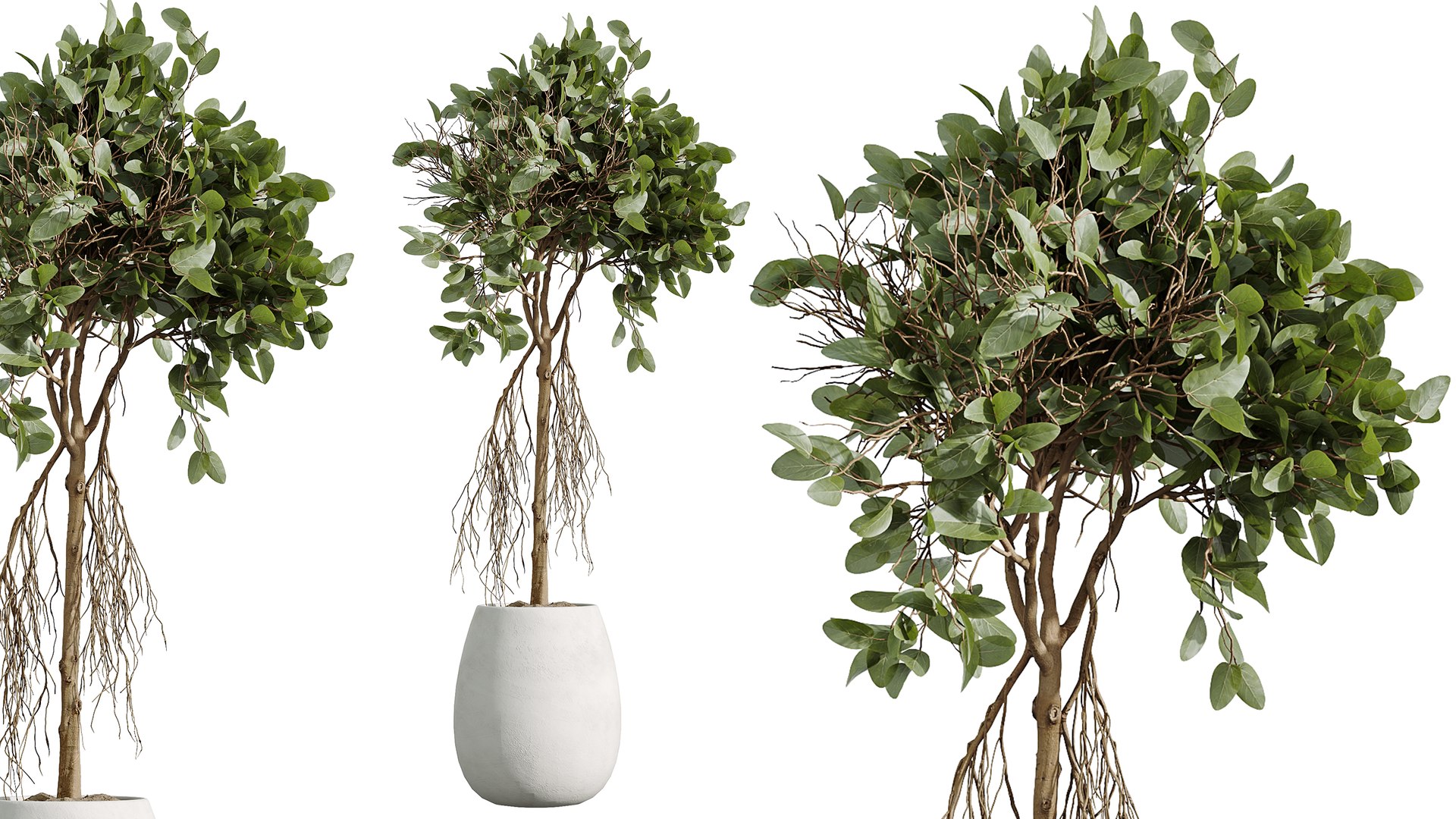3D AV Indoor Plants Set 294 Ficus Marginata Olive Banana Nicolai Yucca Palm Ficus Benjamina model https://p.turbosquid.com/ts-thumb/d9/8CwiIb/sa/05/png/1755751731/1920x1080/fit_q87/c2d0dc6f1a89db236233e7edb9da8554d9cf113c/05.jpg