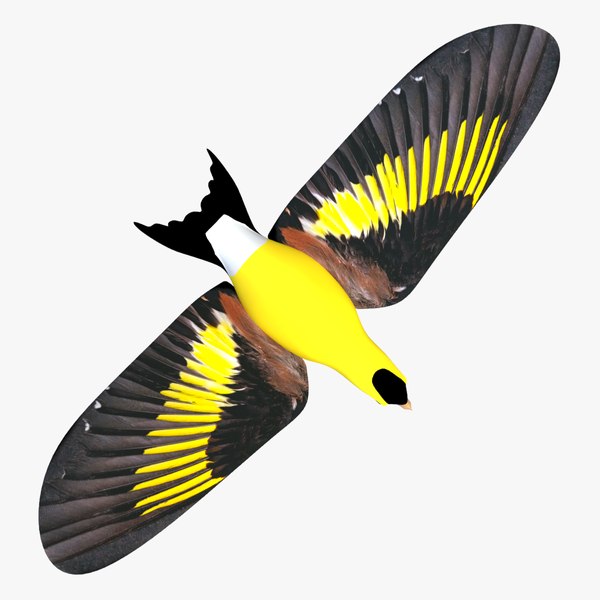 3D model finch birds