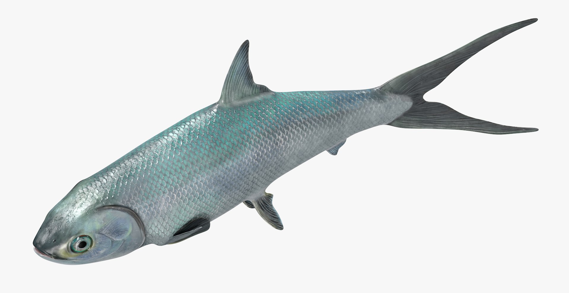 Milkfish Swimming Animated Rigged For Maya 3D https://p.turbosquid.com/ts-thumb/d9/t0Vbq5/IQ/milkfish_swimming_animated_rigged_for_maya_008/jpg/1775802076/1920x1080/fit_q87/6dcc6eaa35ec1a492175d52af19f8a50ce5256e5/milkfish_swimming_animated_rigged_for_maya_008.jpg