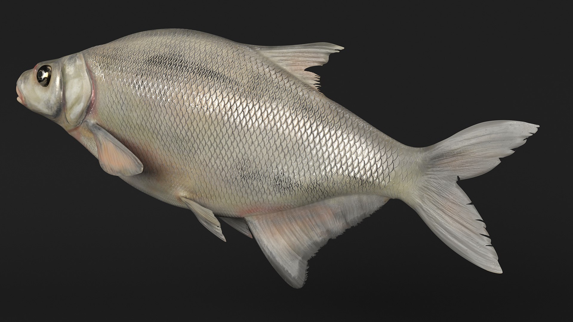 Silver Bream Fish Rigged For Maya 3D Model - TurboSquid 2167353