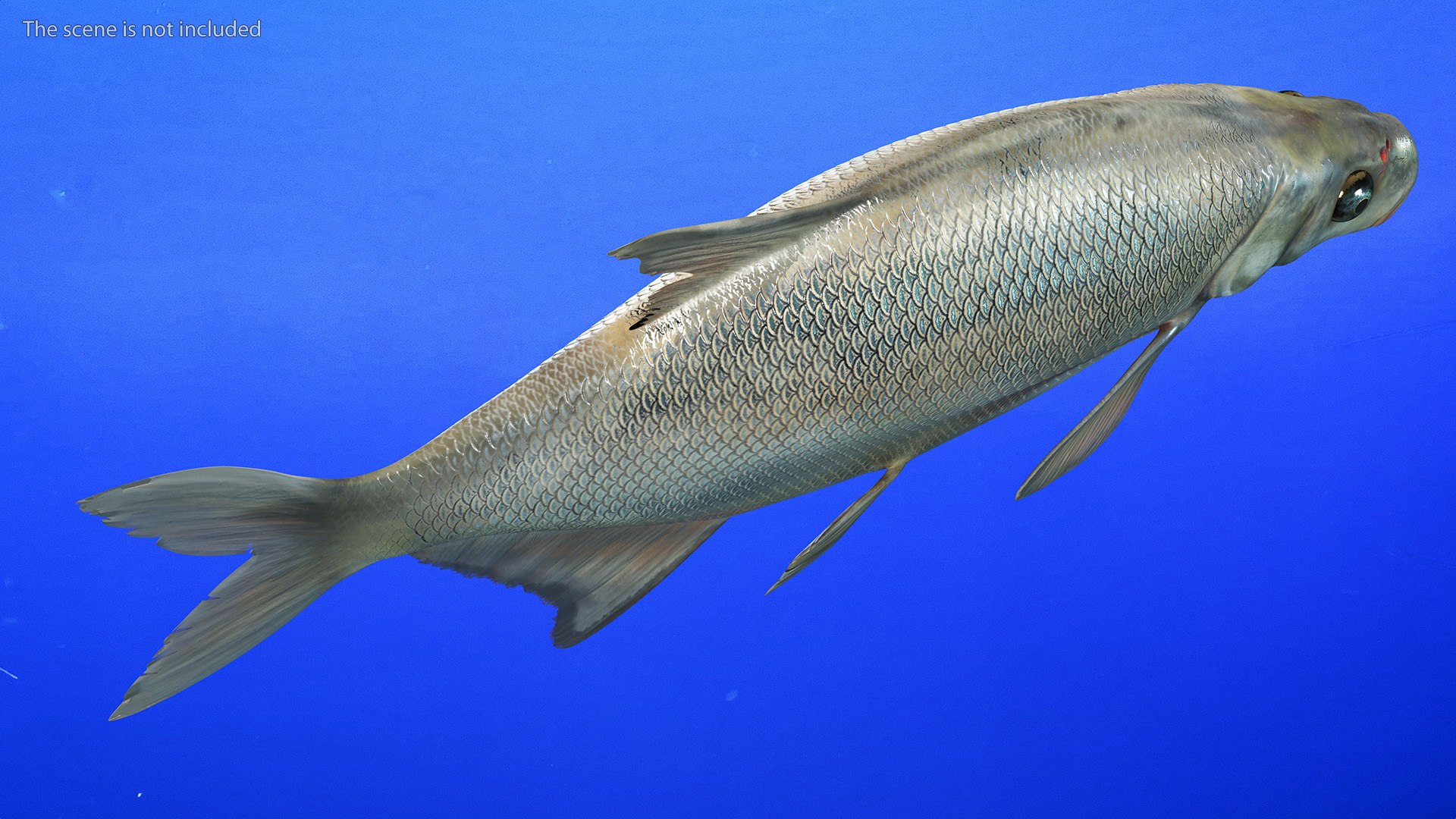 Silver Bream Fish Rigged For Maya 3D Model - TurboSquid 2167353