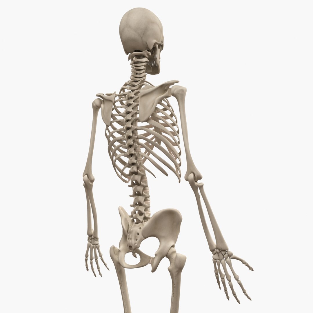 Human Skeleton 3d Model