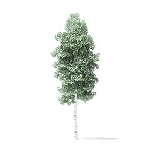 3D quaking aspen tree 4 model