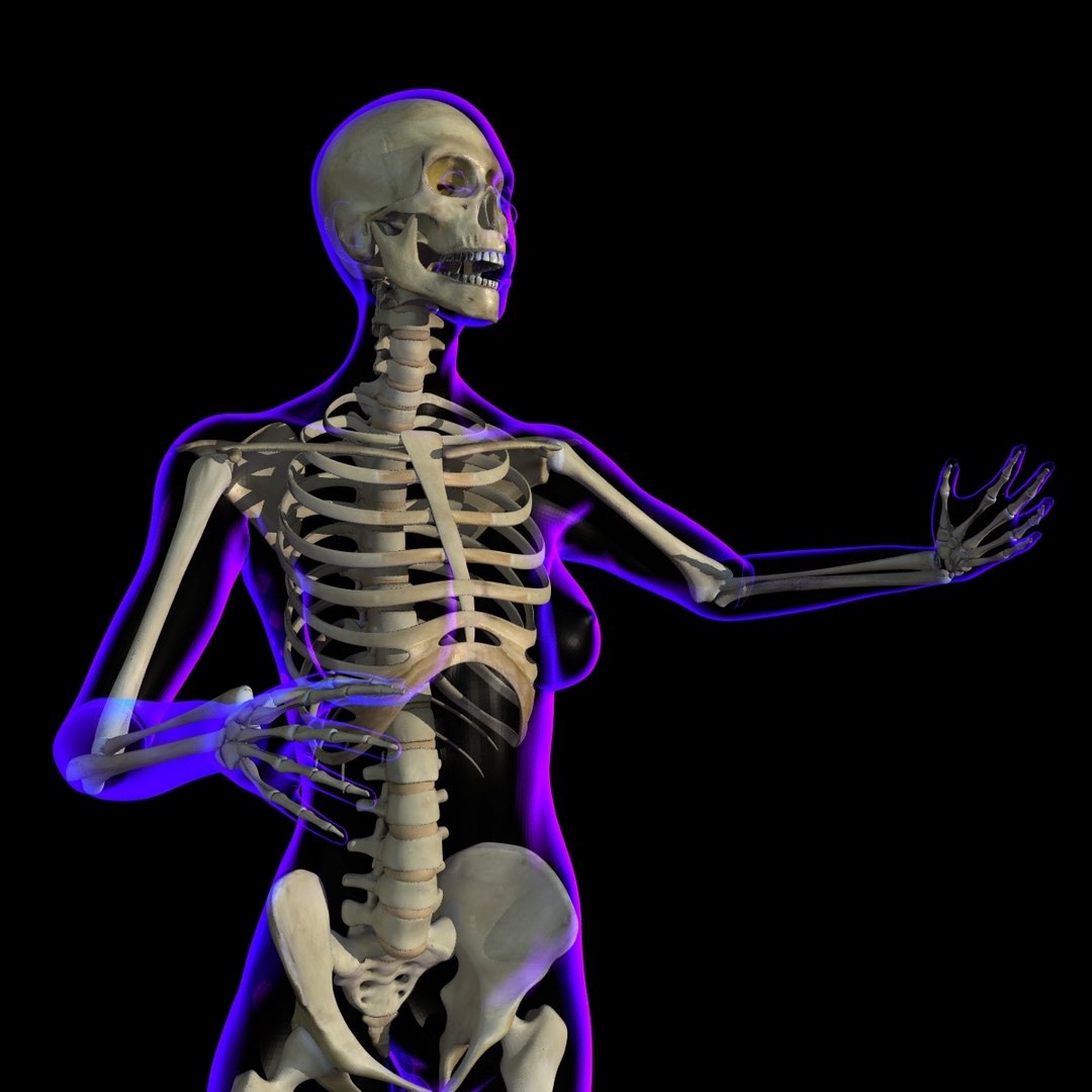 Rigged X-ray Skeleton Female 3d Model