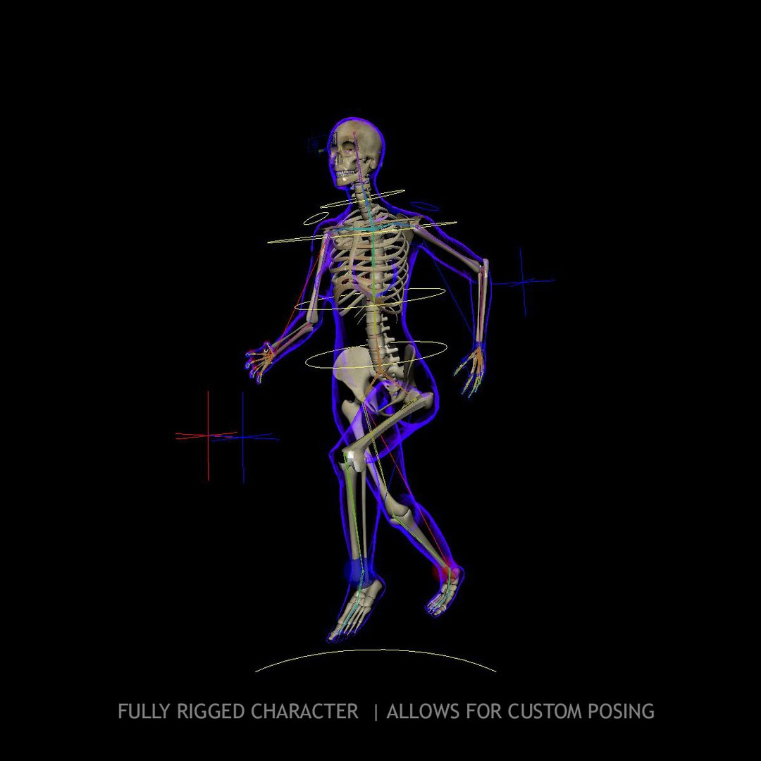 Rigged X-ray Skeleton Female 3d Model