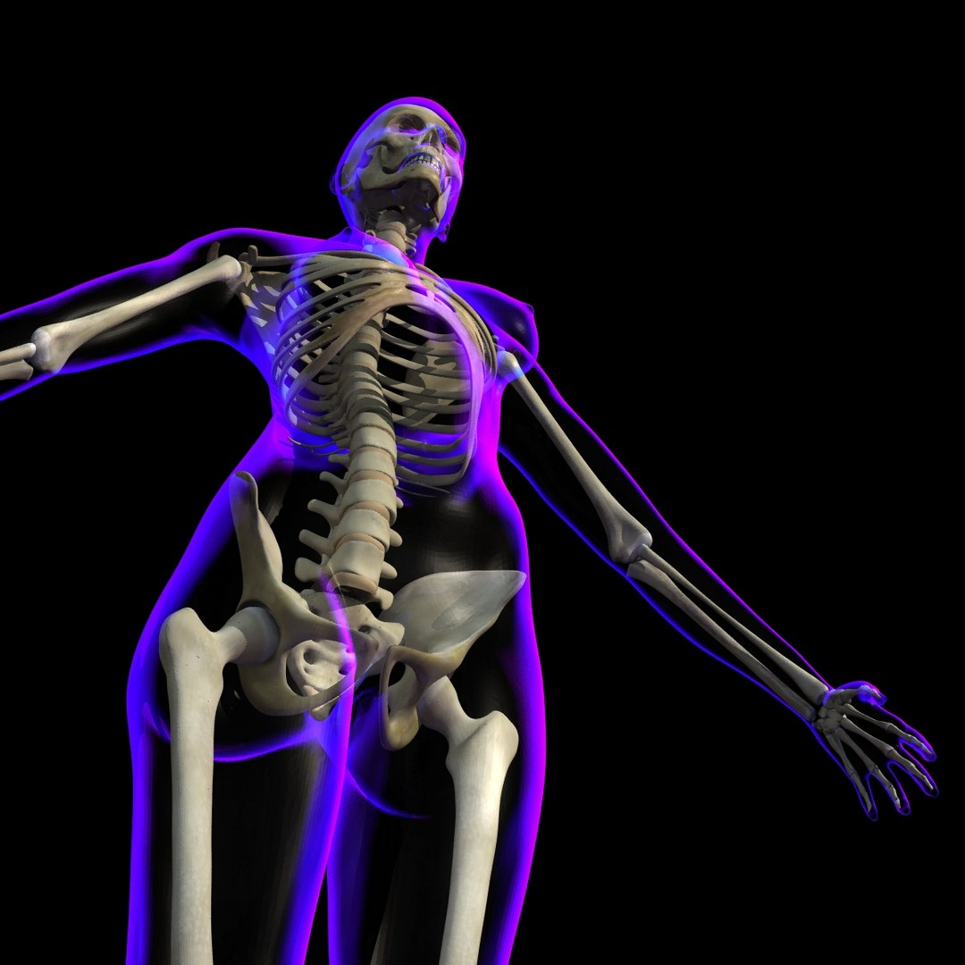 Rigged X-ray Skeleton Female 3d Model
