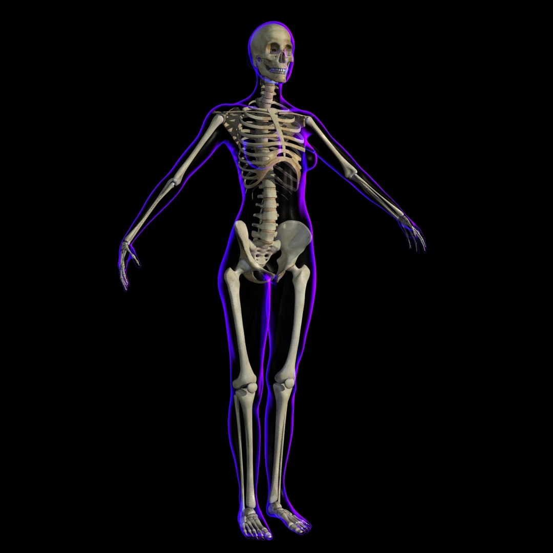 Rigged X-ray Skeleton Female 3d Model