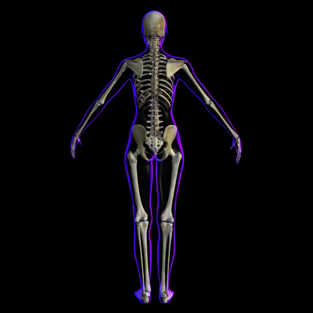 Rigged X-ray Skeleton Female 3d Model