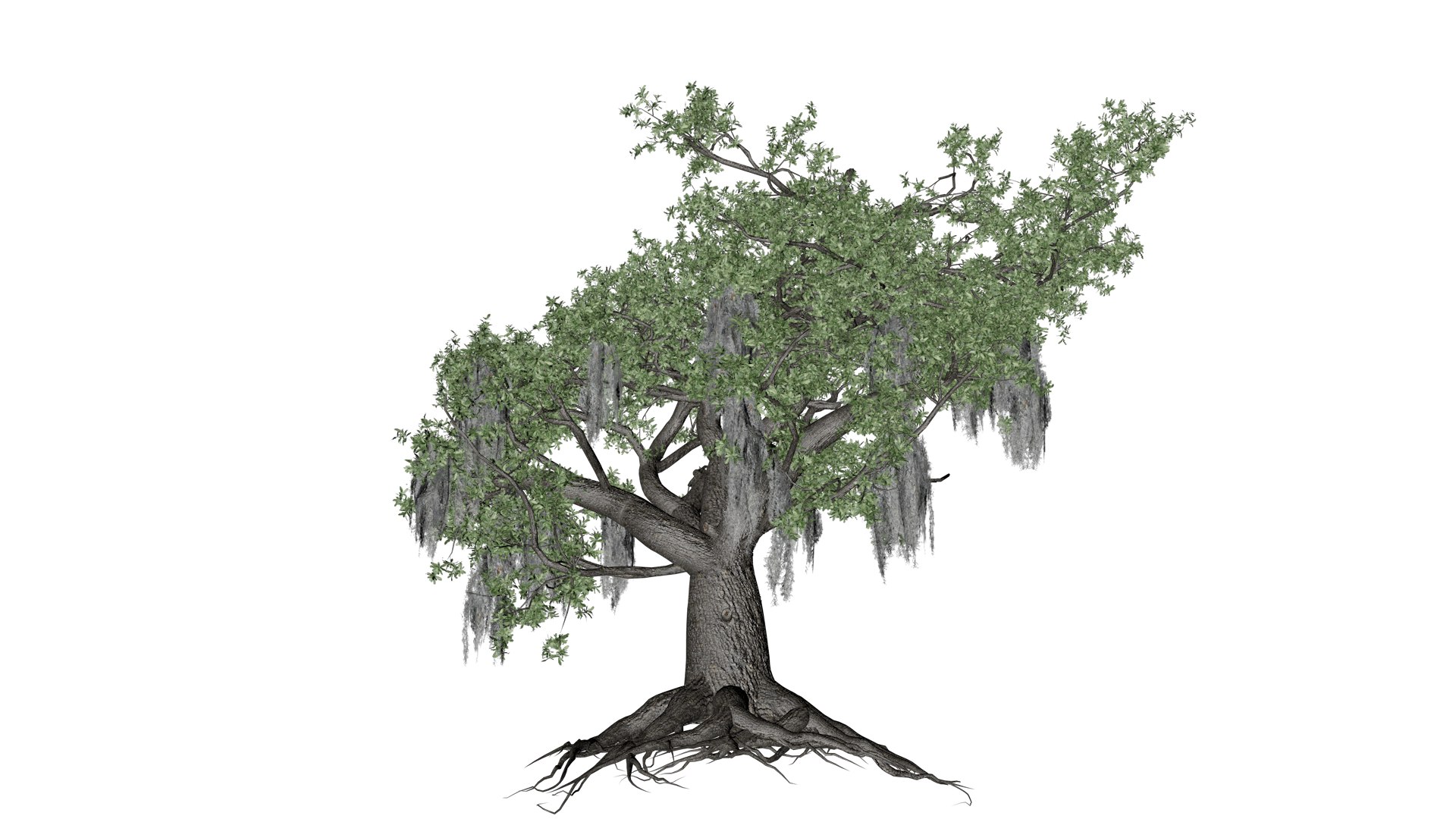 3D Live Oak Tree - 03 - model https://p.turbosquid.com/ts-thumb/dA/PUROKv/K1/liv_33/png/1742214838/1920x1080/fit_q87/95a34cfa5bc3939f17d8ea213c4b5a4c3a3fb061/liv_33.jpg