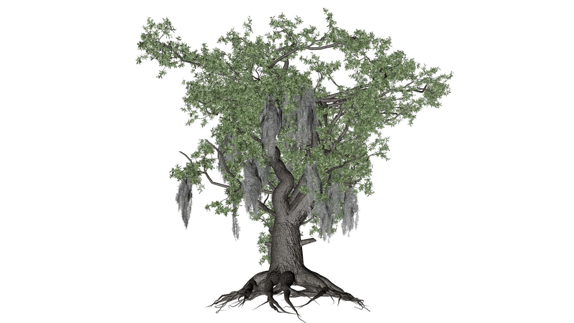 3D Live Oak Tree - 03 - model https://p.turbosquid.com/ts-thumb/dA/PUROKv/lR/liv_3/png/1742214837/1920x1080/fit_q87/9865fe4897fe39c7b4c554b499c49f91f7062394/liv_3.jpg