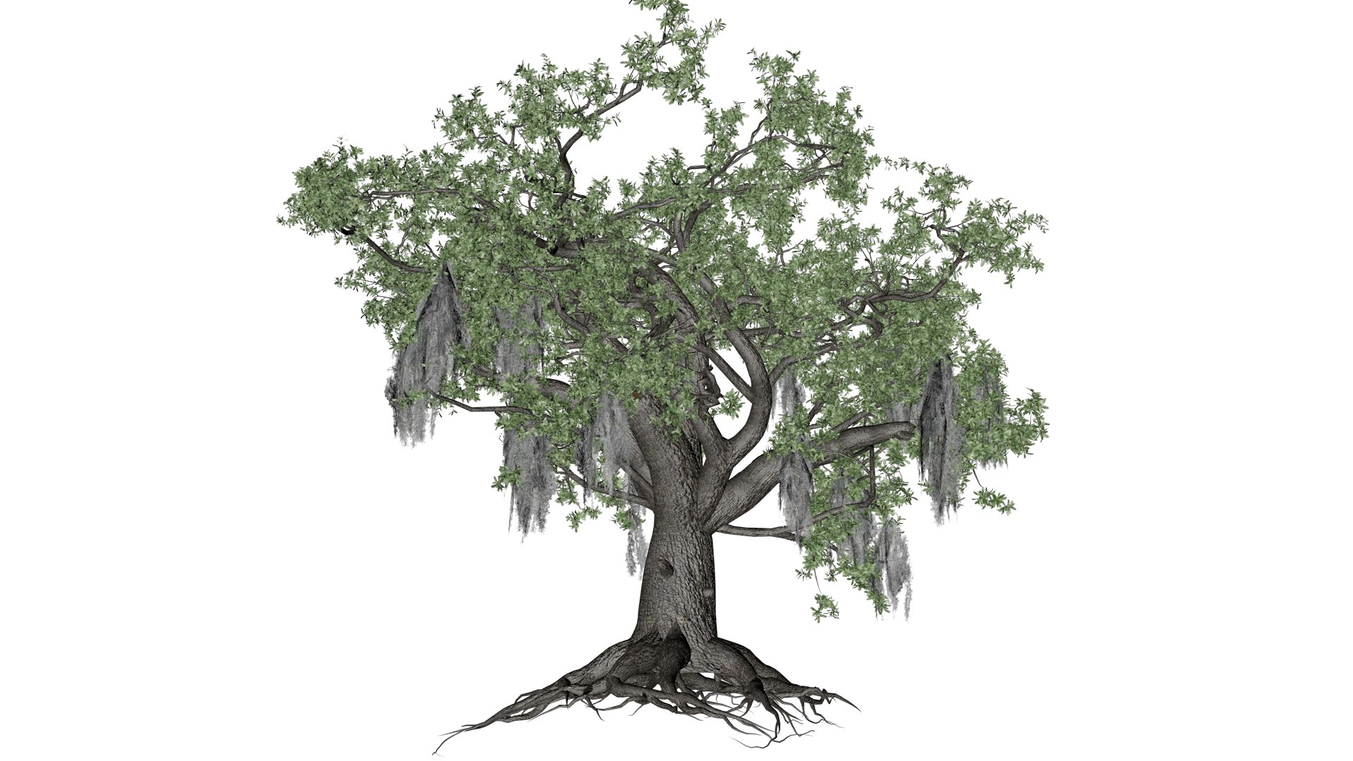 3D Live Oak Tree - 03 - model https://p.turbosquid.com/ts-thumb/dA/PUROKv/pQ/liv_31/png/1742214838/1920x1080/fit_q87/0447076b6185d604a9d32eaa4b8548c2f6caef10/liv_31.jpg
