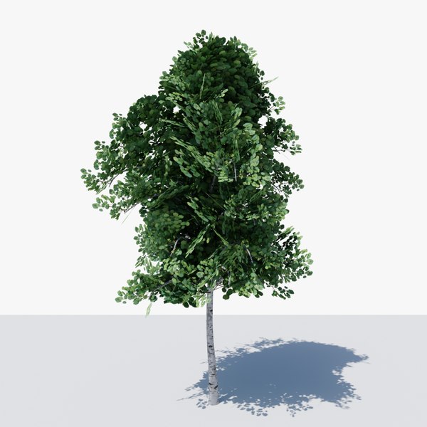 Birch Tree v1 3D model