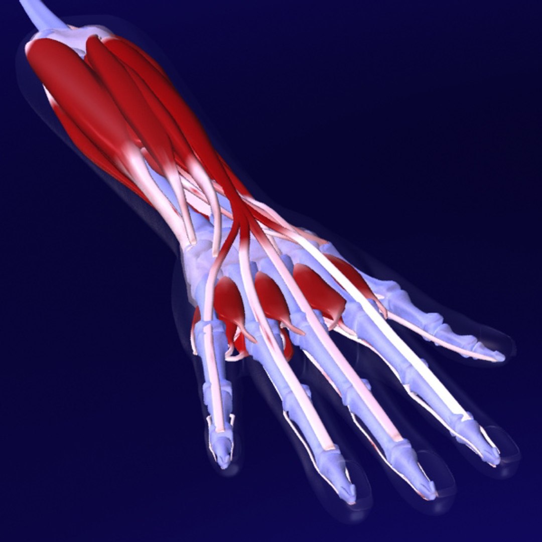 max correct arm https://p.turbosquid.com/ts-thumb/dA/YgCyqZ/KP9q3kFD/1/jpg/1295982322/1920x1080/fit_q87/74d23d2a9dc7c8ebe344fbc0d1c4e8375d9e33bf/1.jpg