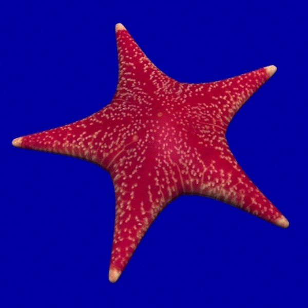 starfish fish lwo