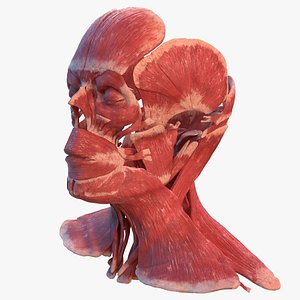 human head muscular male 3D model
