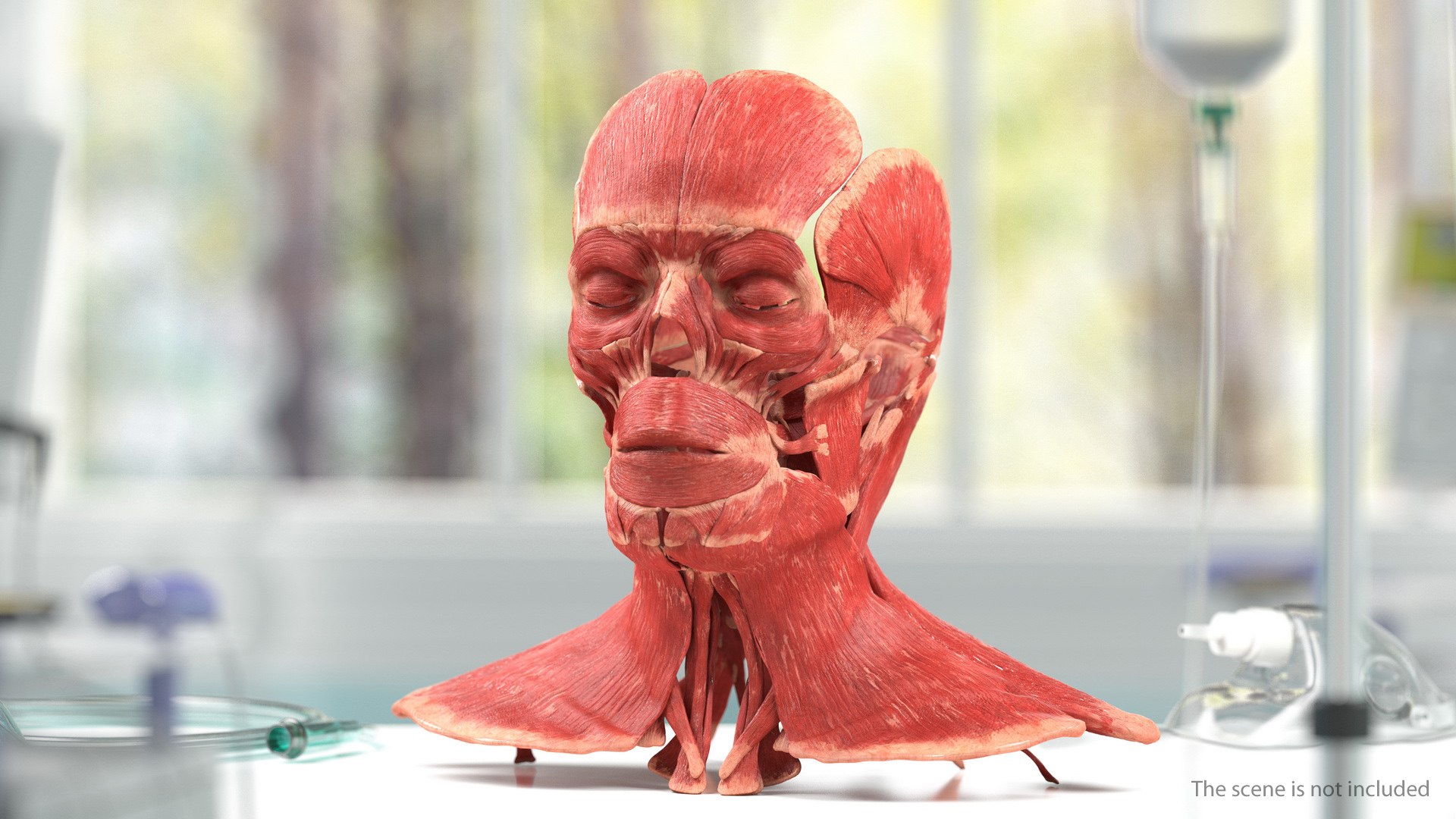 Human Head Muscular System 3D model preview
