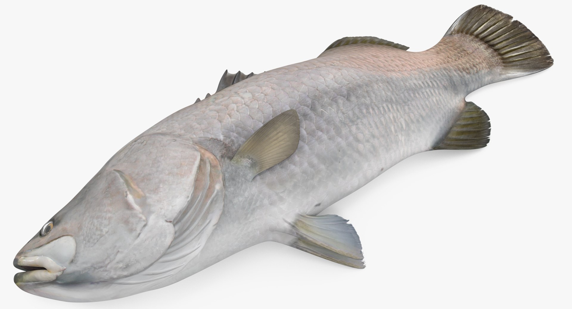 Asian Sea Bass Fish Lying 3D model preview
