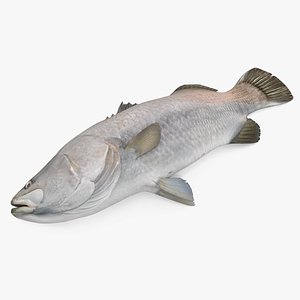 3D asian sea bass fish