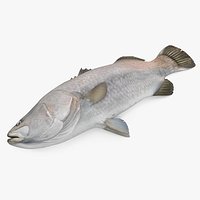 Asian Sea Bass Fish Lying